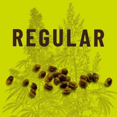 How to Grow Regular Cannabis Seeds